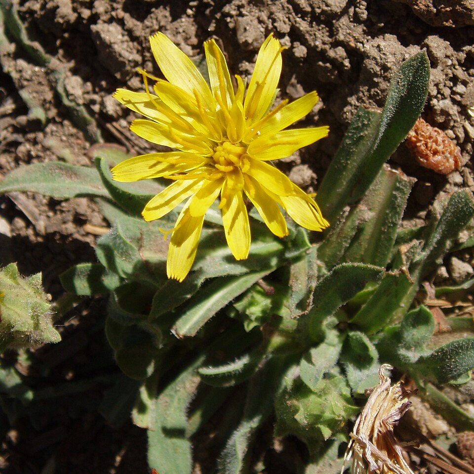 Spearleaf Agoseris