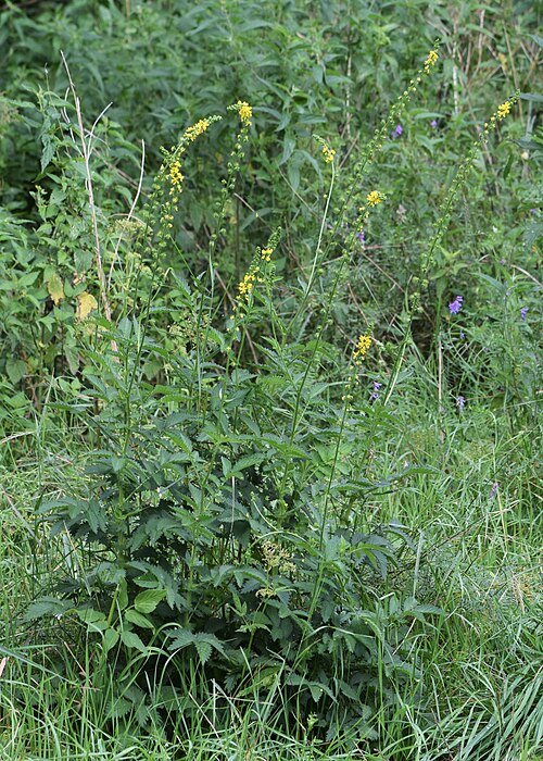 Agrimony