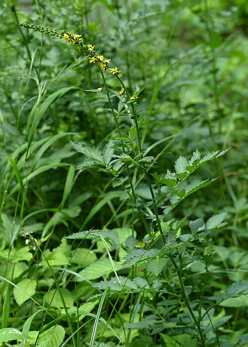 Agrimony