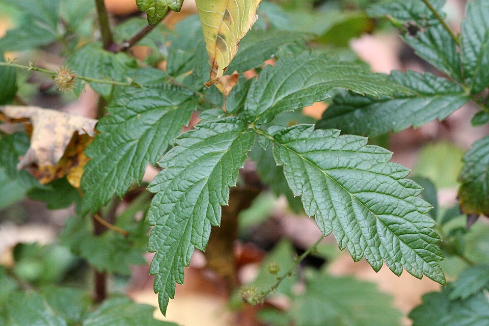 Tall Hairy Agrimony