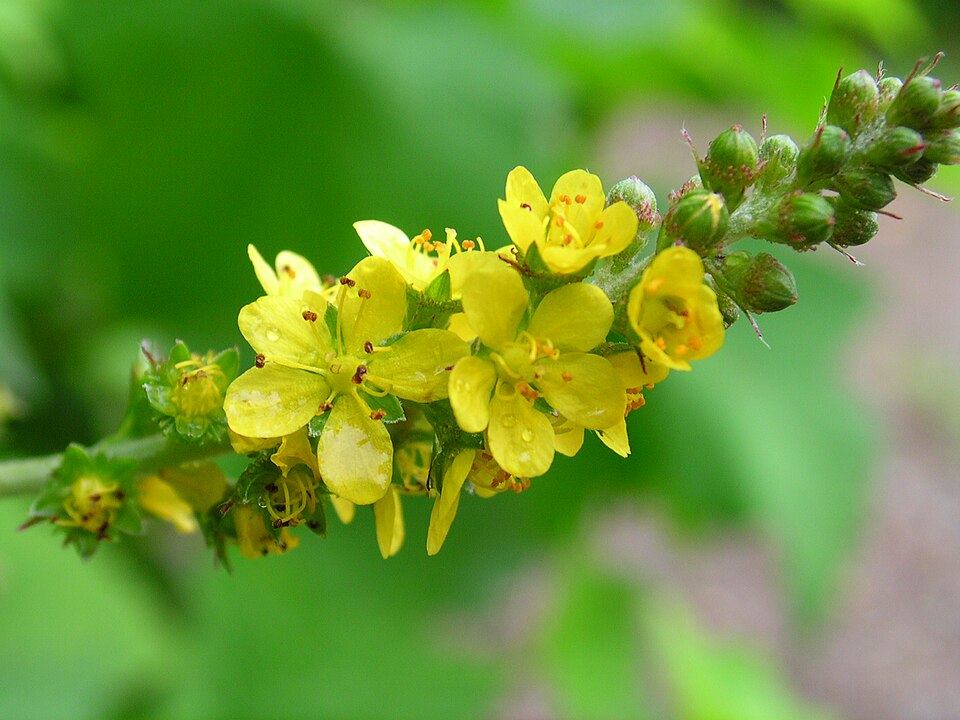 Tall Hairy Agrimony