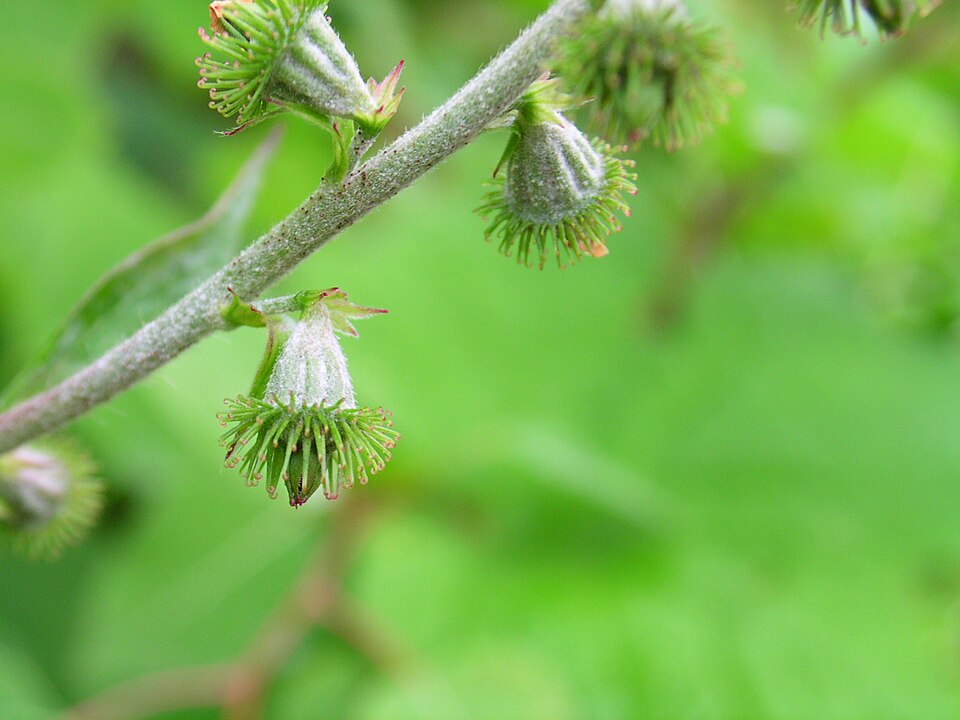Tall Hairy Agrimony