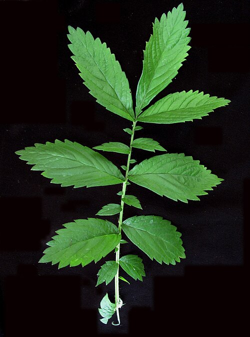 Tall Hairy Agrimony
