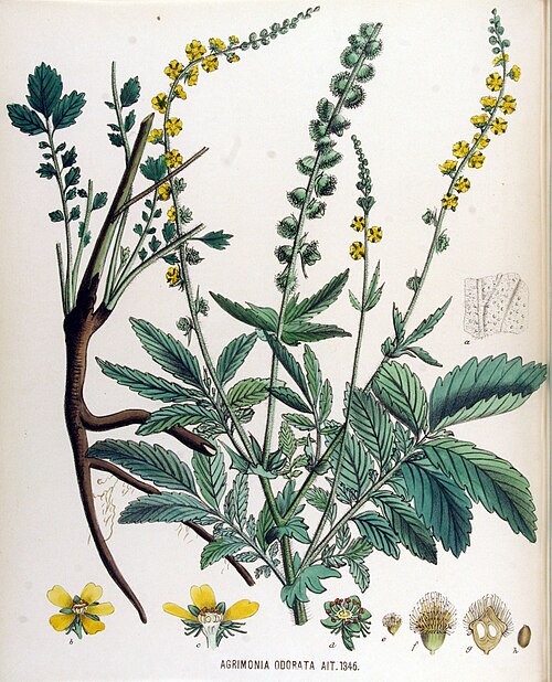 Creeping Grovebur
