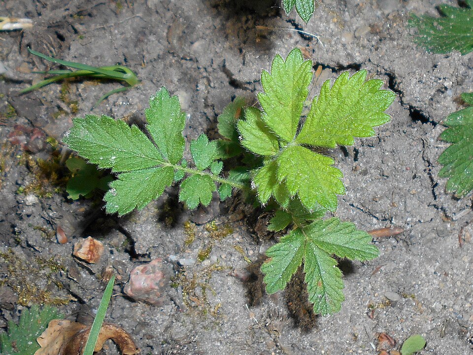 Creeping Grovebur