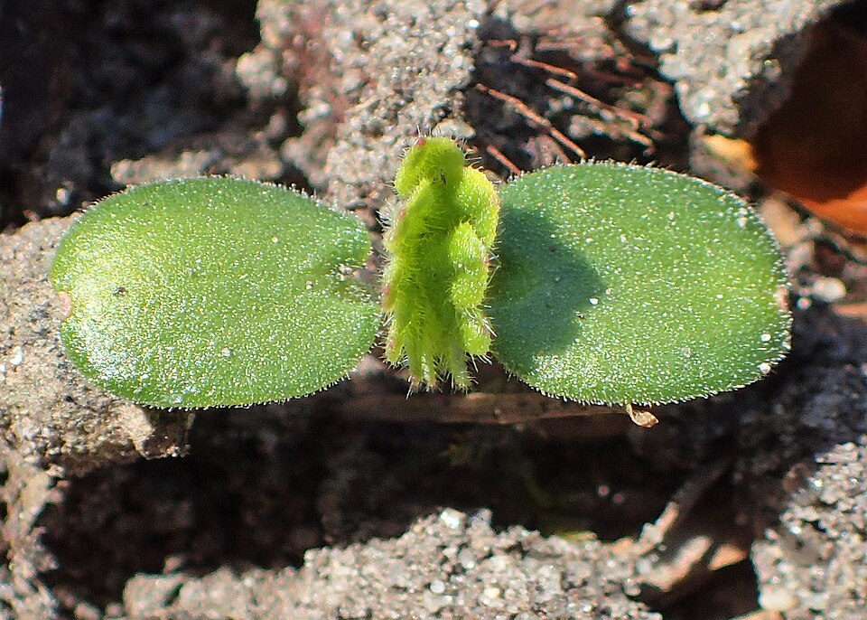 Creeping Grovebur