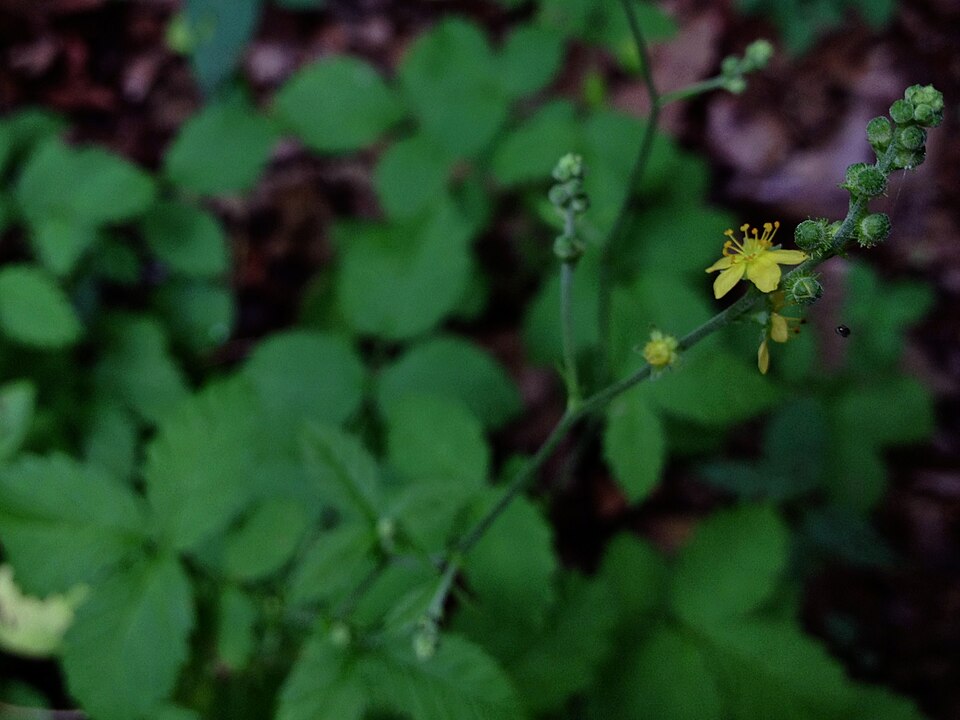 Soft Agrimony