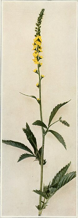 Roadside Agrimony
