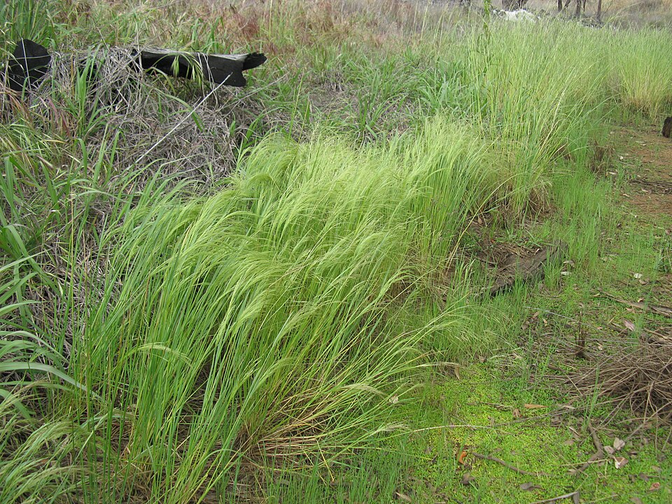 Pacific Bentgrass