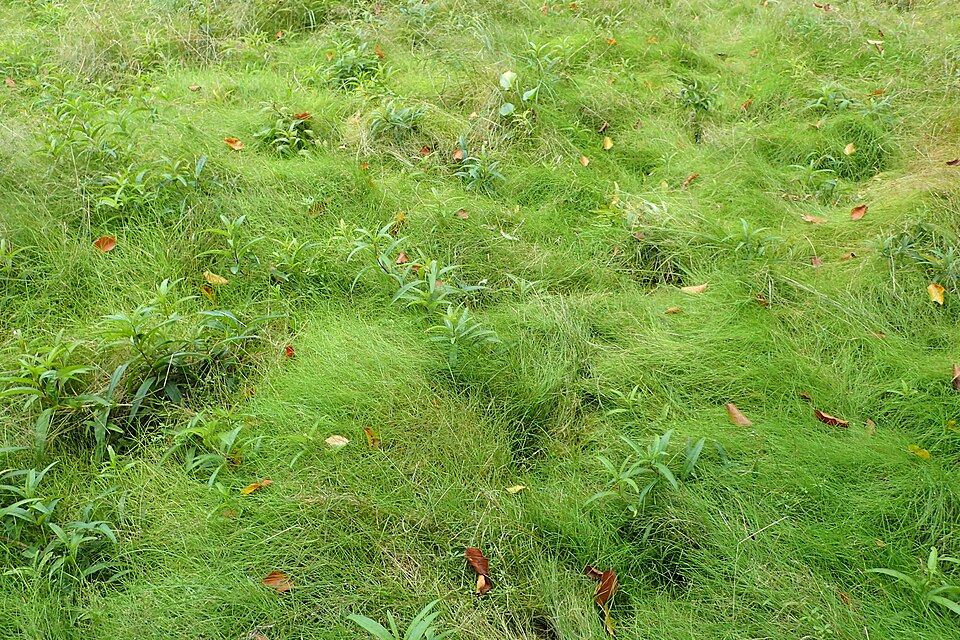 Velvet Bentgrass