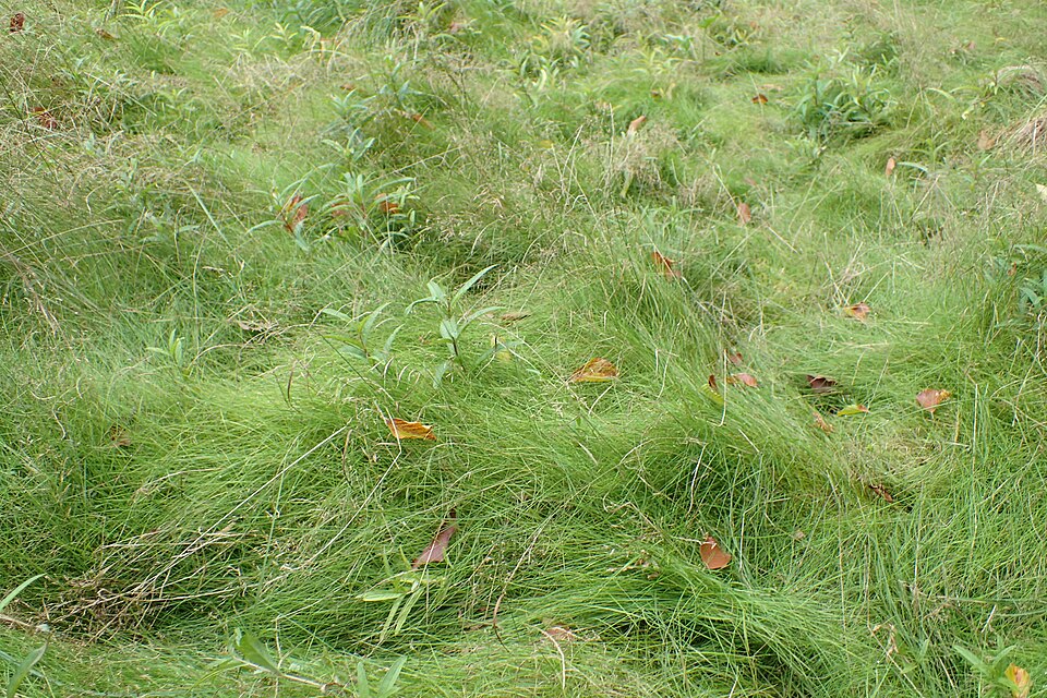 Velvet Bentgrass