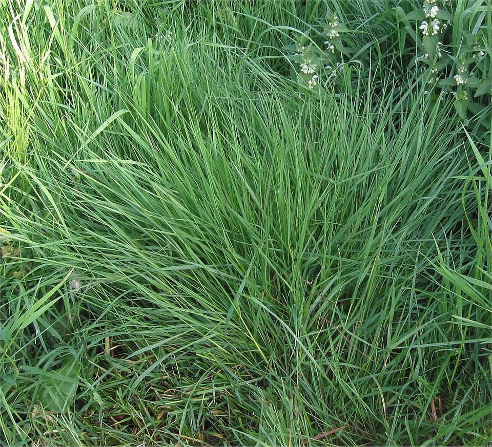 Colonial Bentgrass