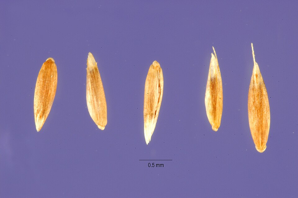 Clavate Bentgrass