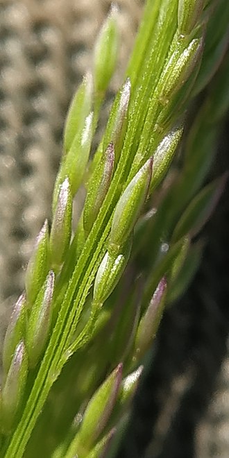 Clavate Bentgrass