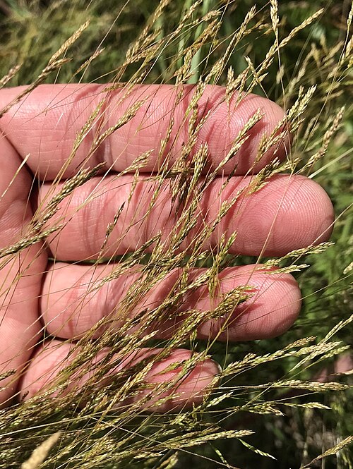 Winter Bentgrass