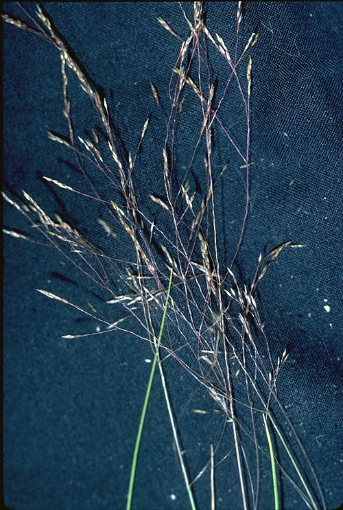 Idaho Bentgrass