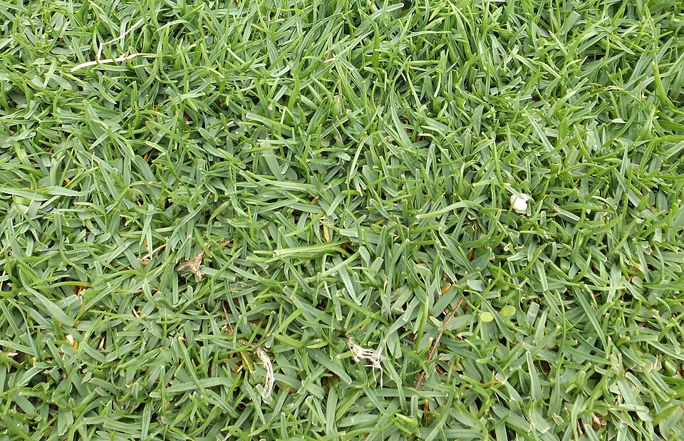 Seashore Bentgrass