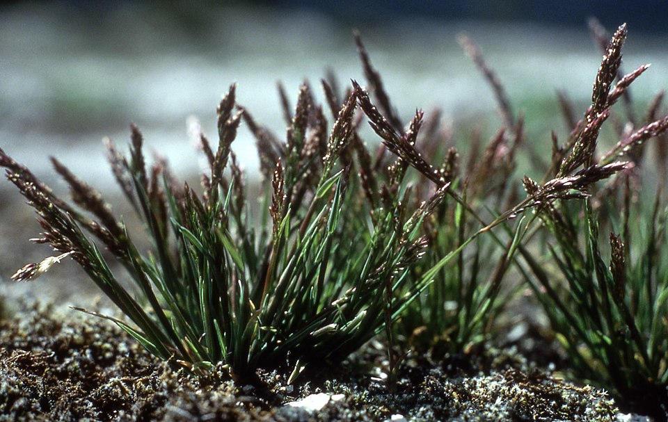 Ross' Bentgrass