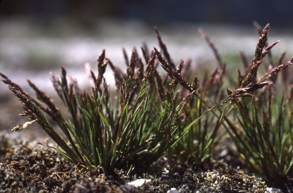 Ross' Bentgrass