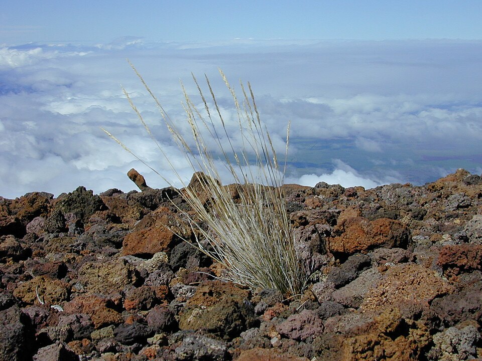 Hawai'i Bentgrass