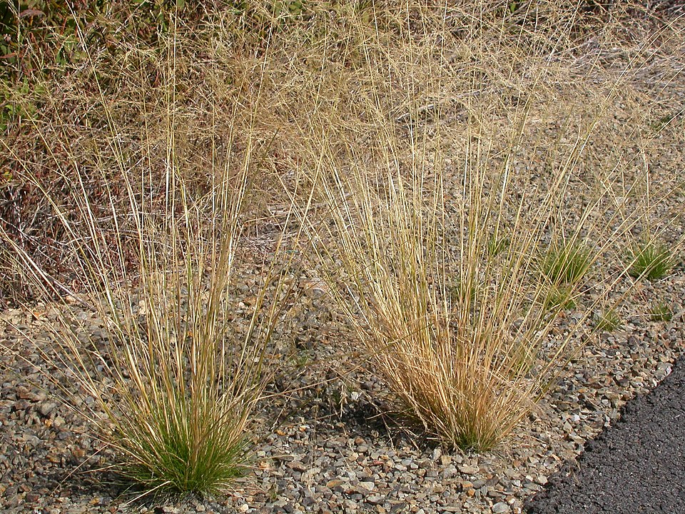 Rough Bentgrass