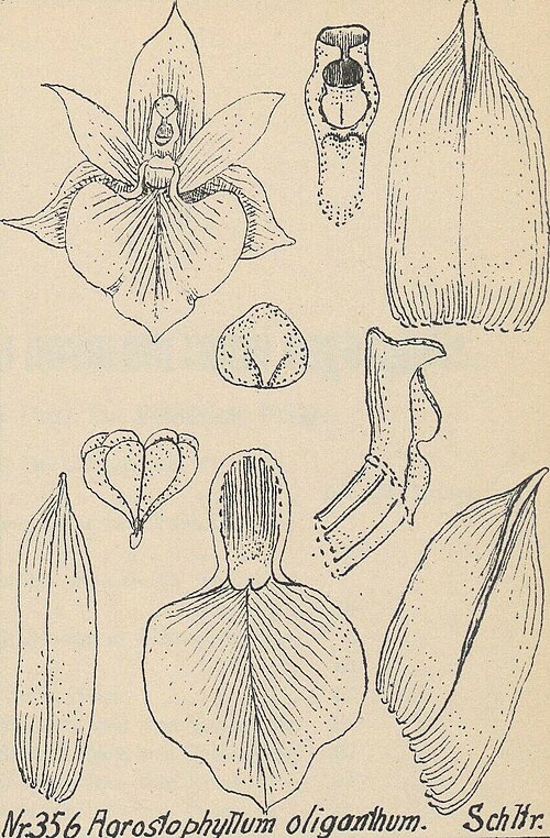 Agrostophyllum