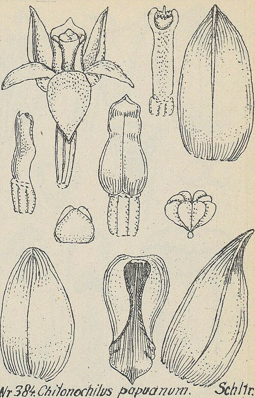 Agrostophyllum