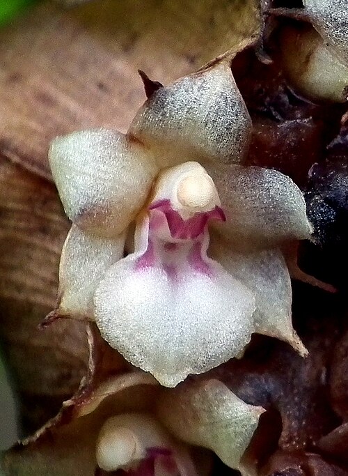 Agrostophyllum