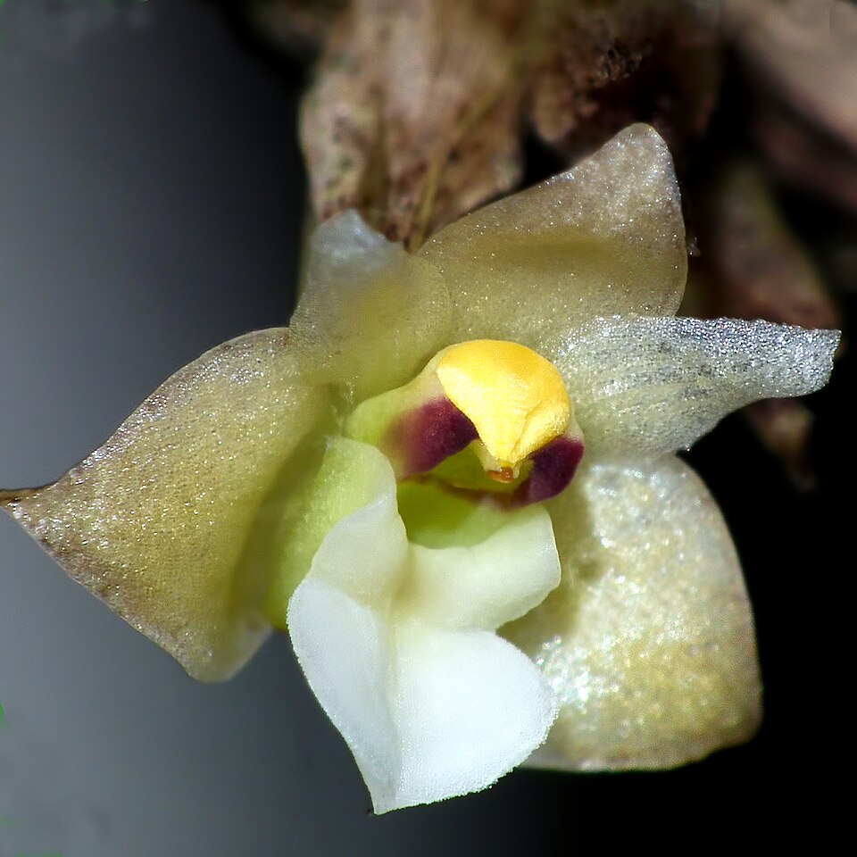 Elongate Agrostophyllum