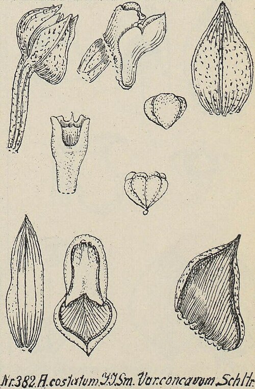 Elongate Agrostophyllum