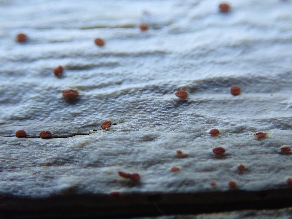 Agyrium Lichen