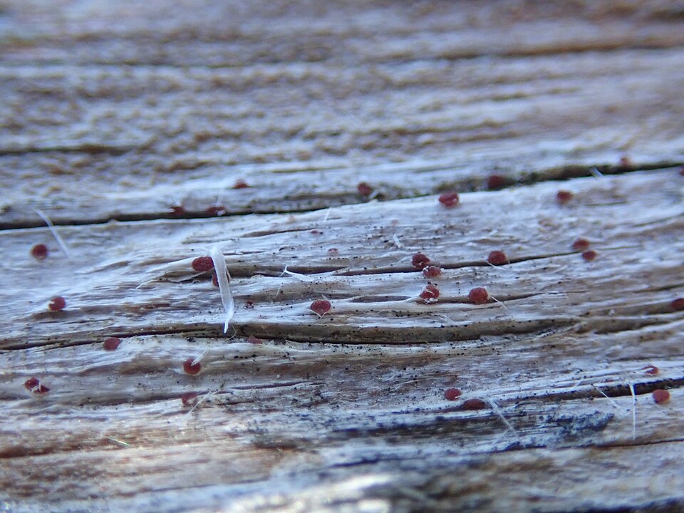 Agyrium Lichen