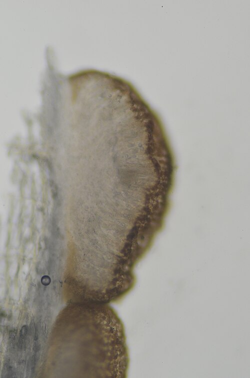 Agyrium Lichen