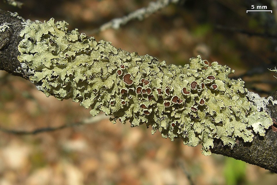 Ahtiana Lichen