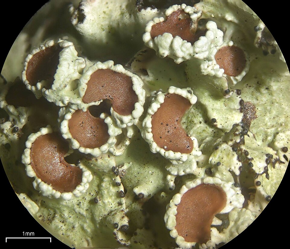 Ahtiana Lichen