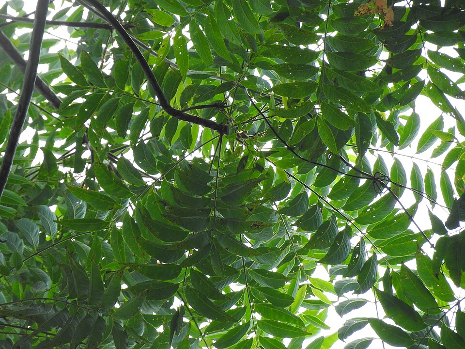 Ailanthus