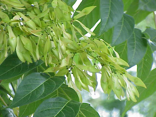 Ailanthus