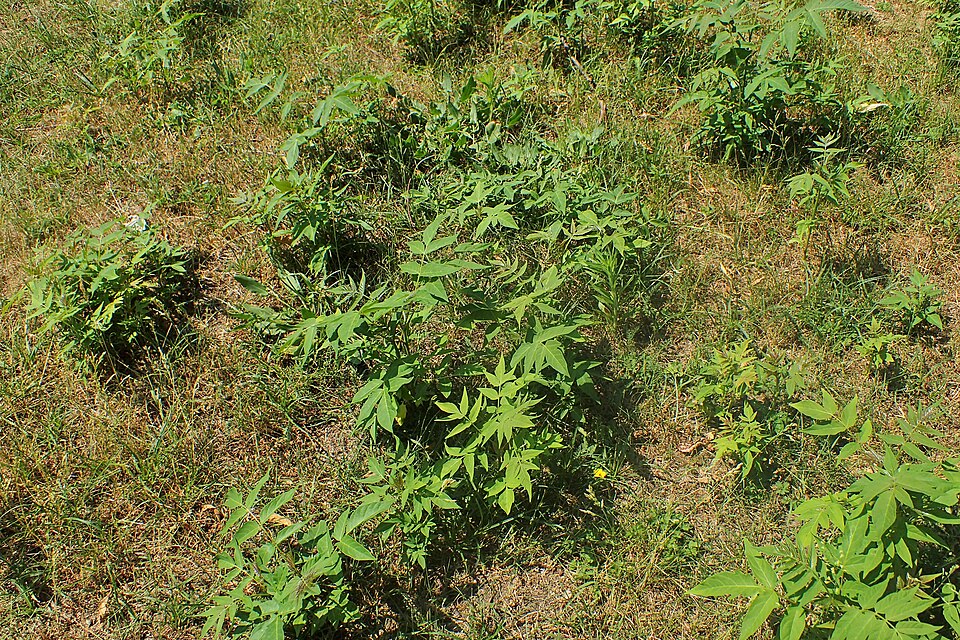 Ailanthus
