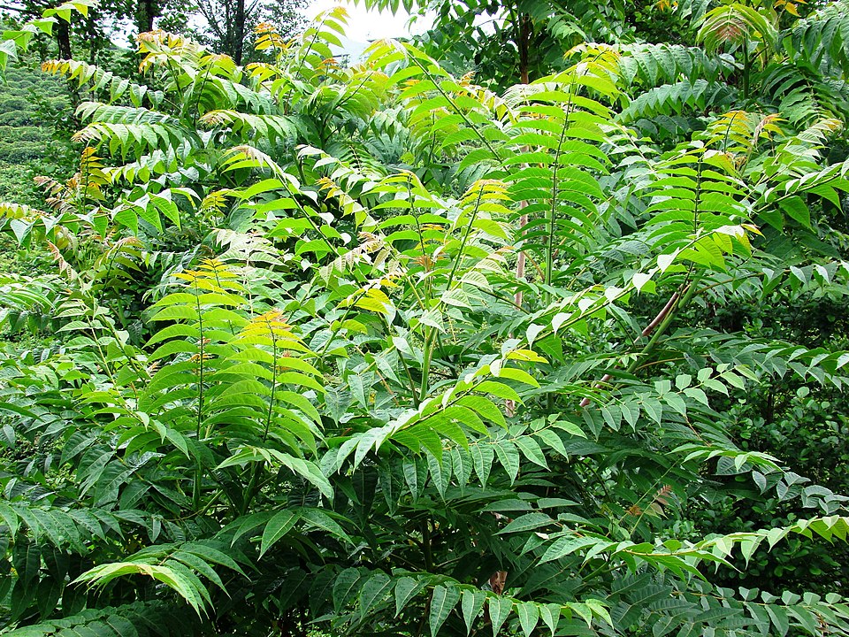 Ailanthus