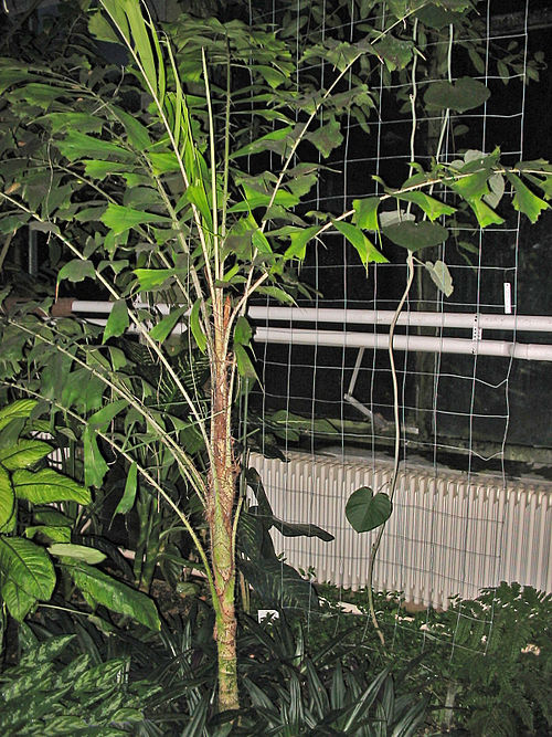 Coyure Palm