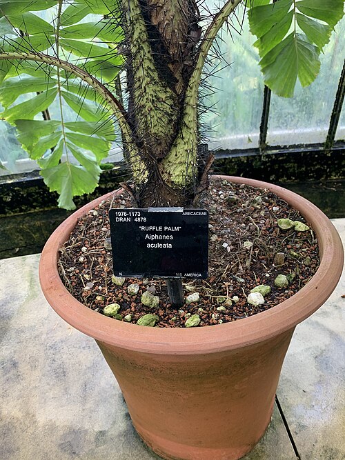 Coyure Palm