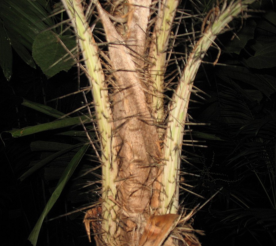 Coyure Palm