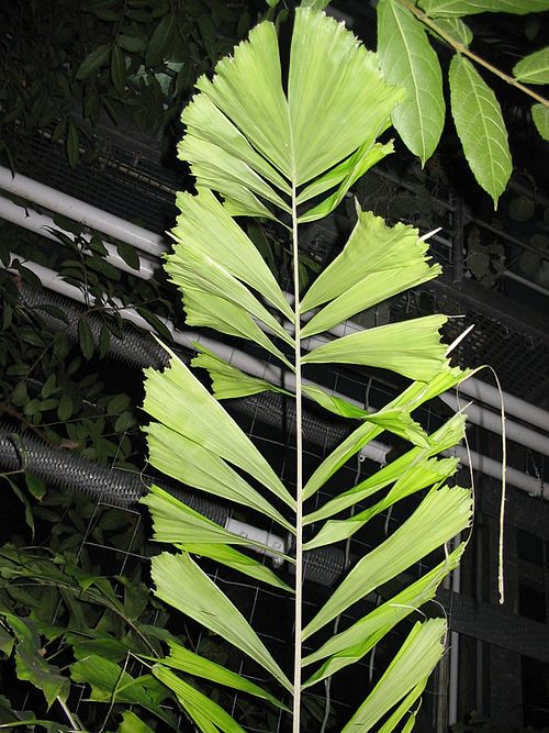 Coyure Palm