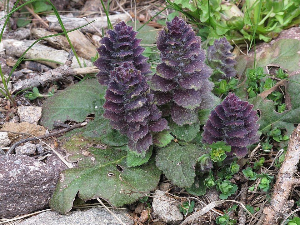 Pyramid Bugle