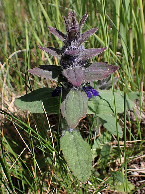 Pyramid Bugle