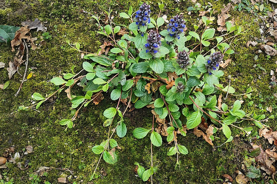 Common Bugle
