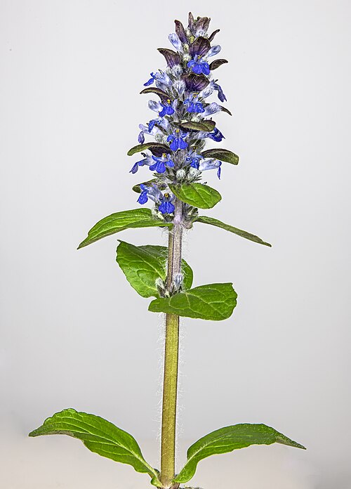 Common Bugle