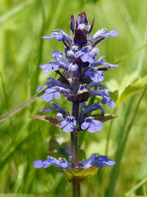Common Bugle