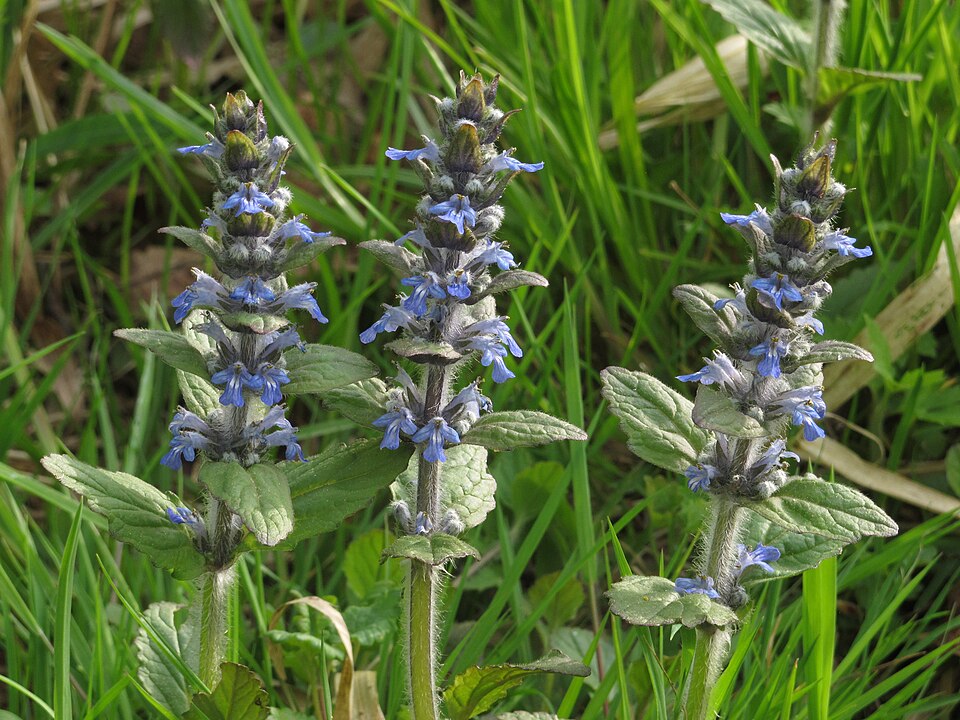 Common Bugle