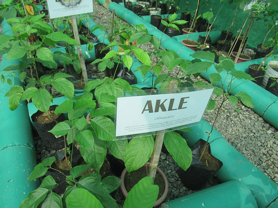 Akle